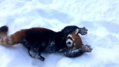 Red panda in the snow