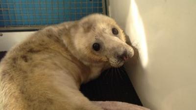 rescued seal pup