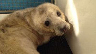 rescued seal pup