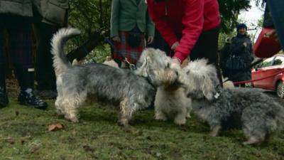 Dandie Dinmont terriers