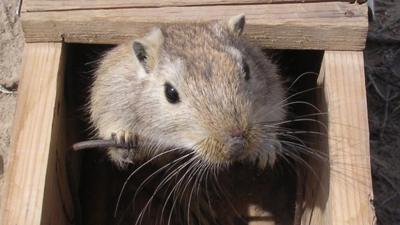 A gerbil