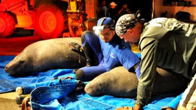 Rescued manatees