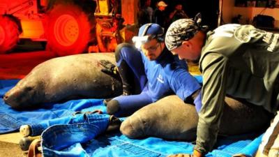 Rescued manatees