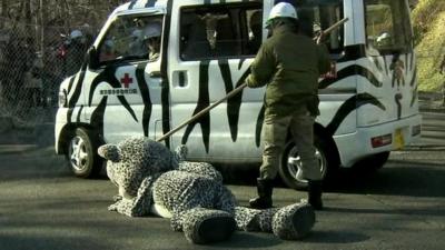 Man in leopard suit is prodded by zoo worker