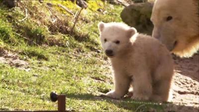 Polar bear cub