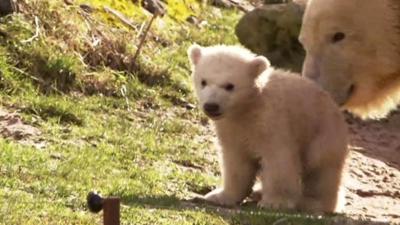 Polar bear cub