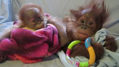 Baby Reike and Bulu Mata wrapped up in blankets