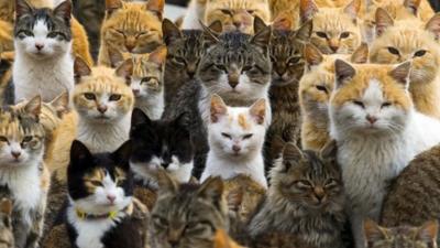 Cats crowd the harbour on Aoshima Island