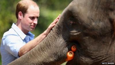 Prince William meets a rescued elephant called "Ran Ran" at the Xishuangbanna Elephant Sanctuary