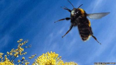 Bumblebee in flight