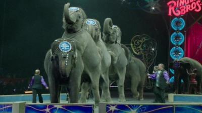 Elephants performing at a Ringling Brothers and Barnum & Bailey Circus