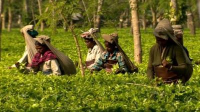 Tea workers