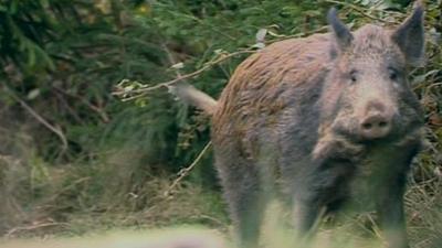 Wild boar in the Forest of Dean