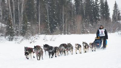 Iditarod Trail Sled Dog Race