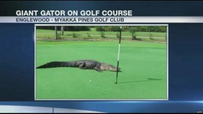 Golfers watched by this four metre alligator on US golf course