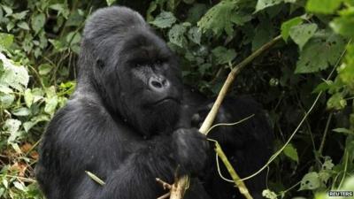 A mountain gorilla in Virunga National Park in the Democratic Republic of Congo