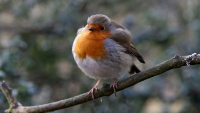 Photo of a robin