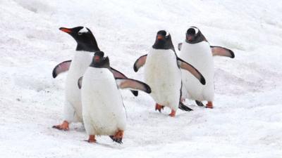 Marching penguins
