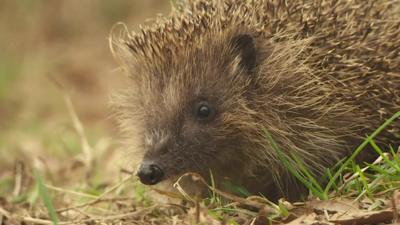 Hedgehog