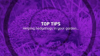 Top tips for helping hedgehogs