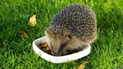 A hedgehog eating from a dish