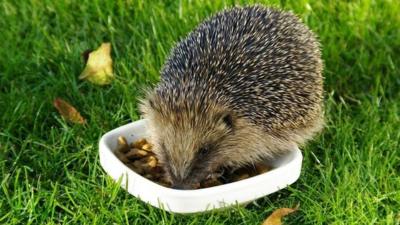 A hedgehog eating from a dish