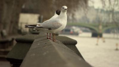 Gulls on River Thames in Westminster