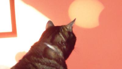 Nigel Hancock's cat watches the solar eclipse in Leicestershire