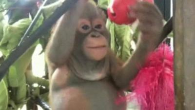 Budi, baby orangutan