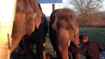Elephants propping up lorry in Louisiana