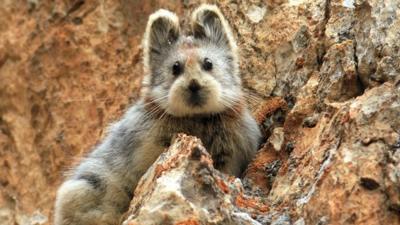 The highly-endangered Yili Pika