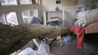 A tree trunk running through a bedroom