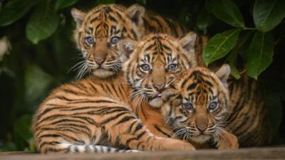 the three cubs together after their health check ups