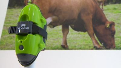 A device that texts a farmer when one of his cows goes into labour.