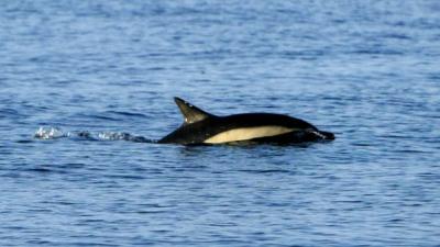 Dolphin off UK waters