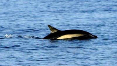 Dolphin off UK waters