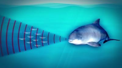 Graphic showing porpoise using sound waves