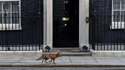Fox outside Downing Street