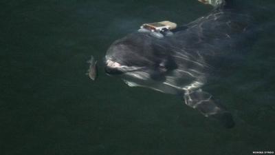 Tags take sound measurements from the porpoises bodies