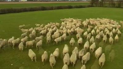 Sheep being shepherded by drone