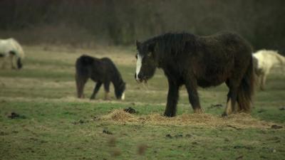 Abandoned horse in a filed in Hampshire