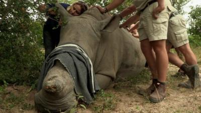 A rhino whose horn has been removed by poachers