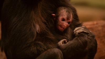 Baby spider monkey at Chester Zoo