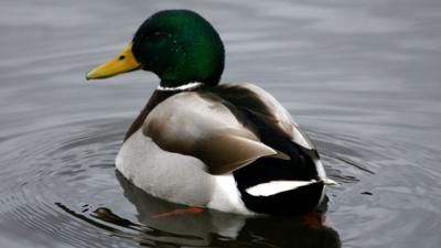 A drake mallard duck on Duddingston Loch, Edinburgh, Scotland