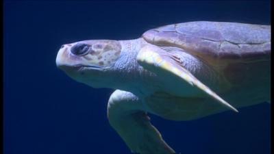 National Marine Aquarium scene