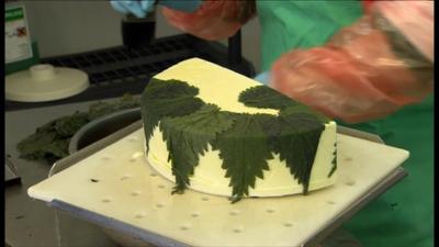 Cheese being made in Cornwall