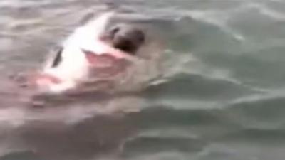 Seal feeding on a harbour porpoise