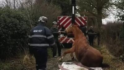Animal Rescue team from Shropshire Fire and Rescue Service rescue a horse
