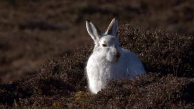 Hare