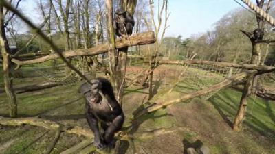 The chimp that doesn't like drones